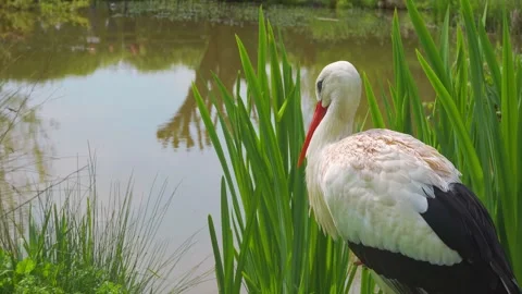 Wild, White stork siting on her nest in the midday sun. Видео 241520272