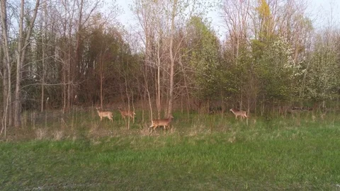 Wild White Tail Deer Grazing In The Woods Stock Footage 107446945