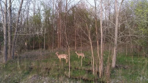 Wild White Tail Deer Grazing In The Woods Stock Footage 107447591