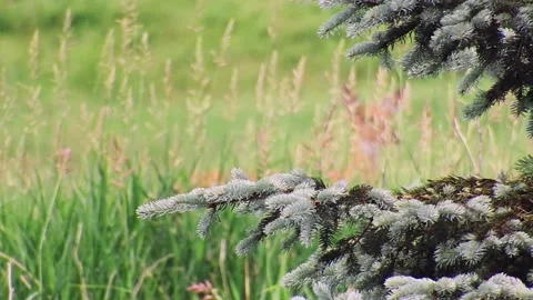 A wild white-tailed deer hides in the grass Stock Footage 171378264