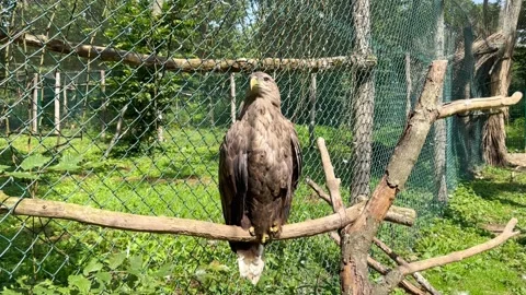Wild white-tailed eagle bird of prey Stock Footage 247342541