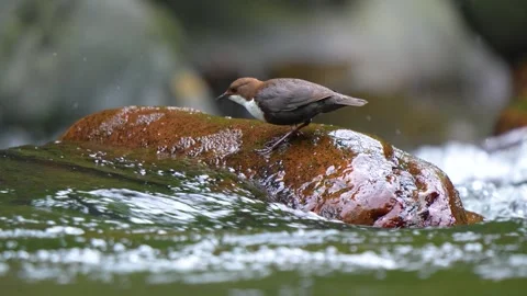 Wild White-throated Dipper (Cinclus cinclus) foraging and dipping its head .. Stock Footage 337056619