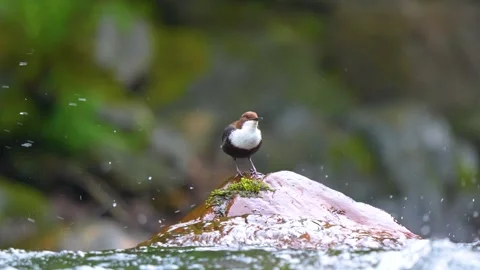 Wild White-throated Dipper (Cinclus cinclus) bobbing and vocalizing on a ri.. Stock Footage 337056625