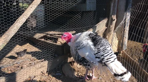 Wild White Turkey Stock Footage 67014465