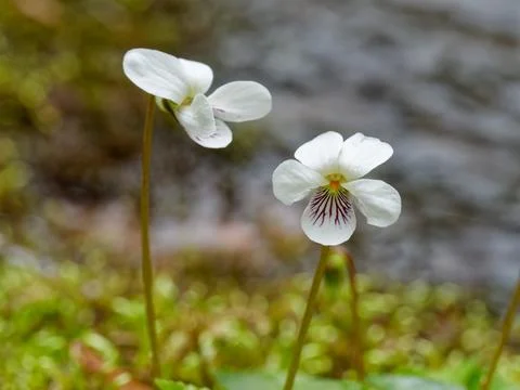 Wild white violet with stream in the background Fotos Stock