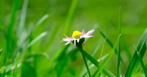 Wild white wildflowers Stock Footage 240901474