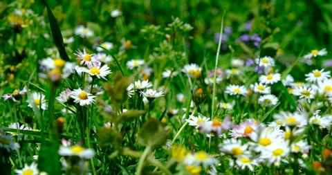 Wild white wildflowers Stock Footage 240901489