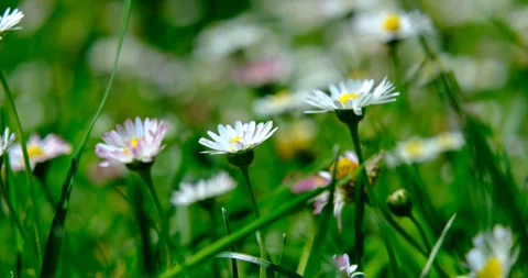 Wild white wildflowers Stock Footage 240901507