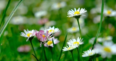 Wild white wildflowers Stock Footage 240901508