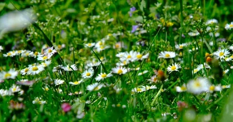 Wild white wildflowers Stock Footage 240901516