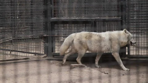 Wild white wolf walking behind the bars in the zoo Stock Footage 191394738