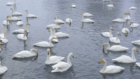 Wild whooper swans on the lake. Stock Footage 228661753