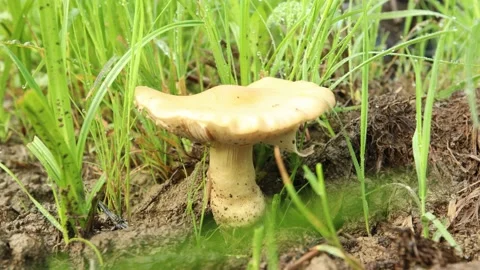 Wild Wide Cap Mushroom is Foraged from Mud Stock Footage 201739817