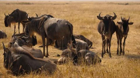 Wild Wildebeest Gnu grazing Stock Photos