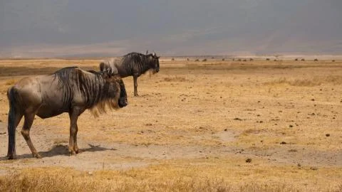Wild Wildebeest Gnu grazing Stock Photos