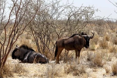 Wild wildebeest gnu Stock Photos