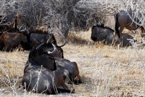 Wild Wildebeest Gnu Foto stock