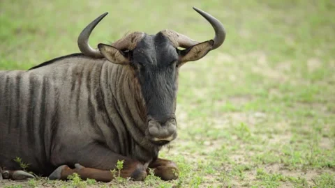 A wild wildebeest itching itself while laying down Stock Footage 331958164