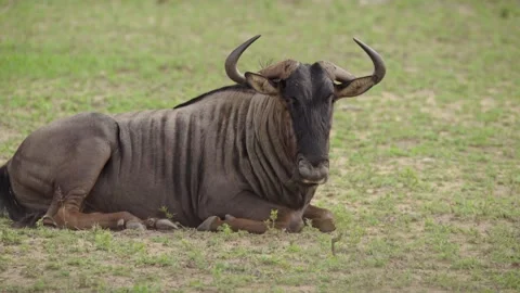 A wild wildebeest laying down Stock Footage 331958091