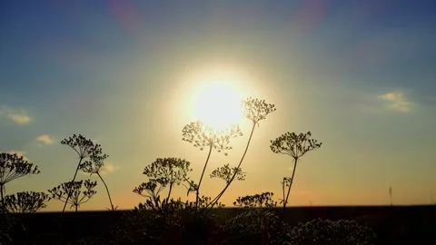 Wild wildflower in the rays of the setting sun. Stock Footage 201754306