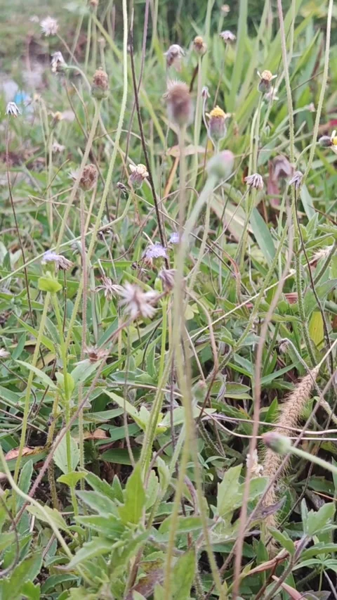 Wild Wildflowers and Coatbutton Grass Growing Outdoors Video stock 341554073