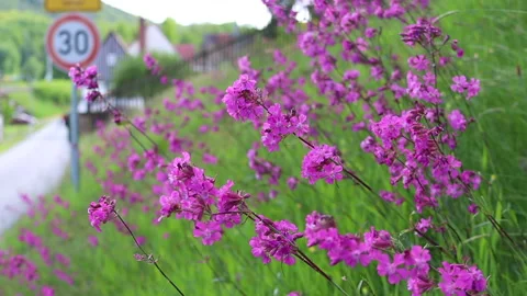Wild wildflowers flutter in the wind against a speed limit road sign Video stock 311922675