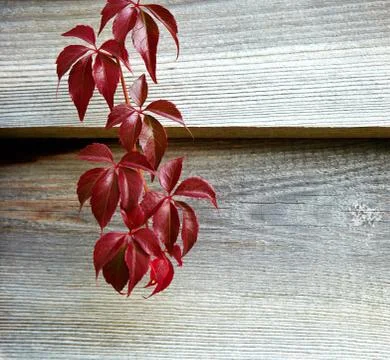 Wild wine Stock Photos