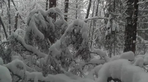 Wild winter forest Stock Footage 45882674