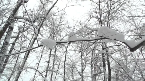 Wild winter forest Stock Footage