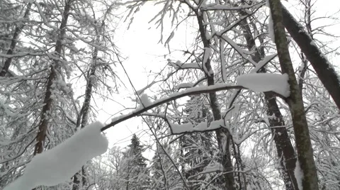 Wild winter forest Stock Footage 45882693