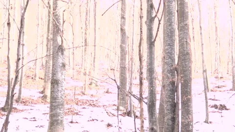 Wild winter forest 스톡 동영상 137642583