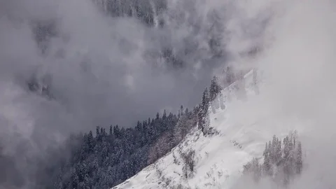 Wild Winter Forest with misty clouds. Pan Up Stock-Footage 83705851
