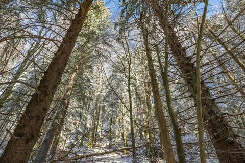 Wild winter forest Stock-Fotos