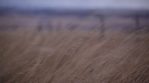 Wild Winter Grasses Blowing In Wind 스톡 동영상 21258077