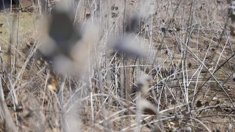 Wild withered flower in the field Stock-Footage 239458059