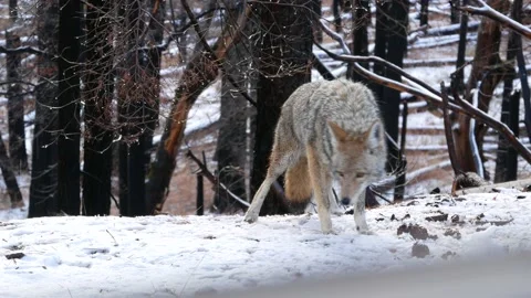 Wild wolf, coyote or coywolf, winter snowy fores, California wildlife fauna, USA Stock Footage 169453541