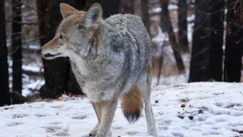 Wild wolf, coyote or coywolf, winter snowy fores, California wildlife fauna, USA Stock Footage 200017987