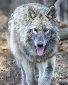 Wild wolf explores forested area during daylight, showcasing its natural be.. Stock Photos