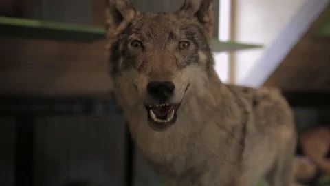 Wild Wolf Stock Footage 80998540
