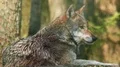 wild wolf in the forest close 4k or 4k+ Resolution