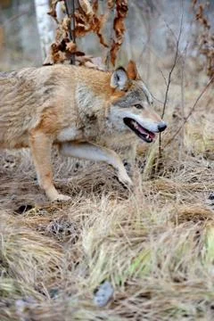 Wild wolf in forest Stock-Fotos