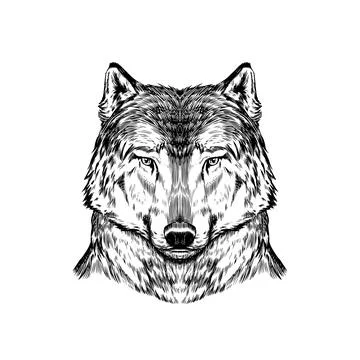 Wild wolf. Forest predator. Animal in vintage style. Retro vector illustration Stock Illustration