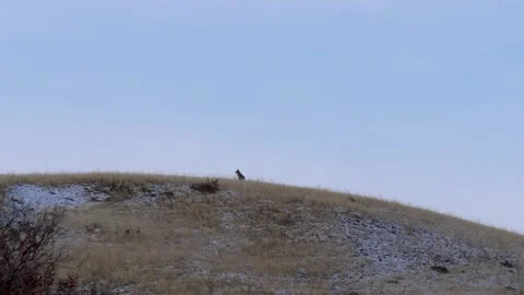 Wild wolf on a hill cautiously scanning the horizon for prey. Stock-Footage 234582410
