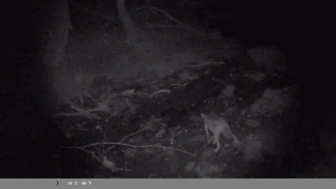 Wild Wolf Looking at Camera Trap at Night - Trail Cam Footage Stock Footage 340870368