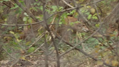 Wild wolf moving through woods Stock Footage 307018640