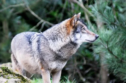 Wild wolf Stock Photos