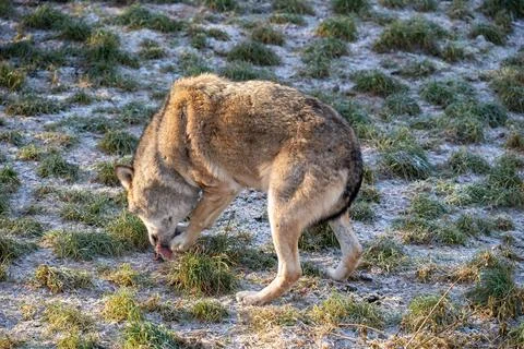 Wild Wolf In Sandy Grassland Sniffs Ground, Exploring Nature And Rugged Outdoor Stock Photos