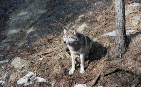 Wild wolf sat on a rock Stock Photos