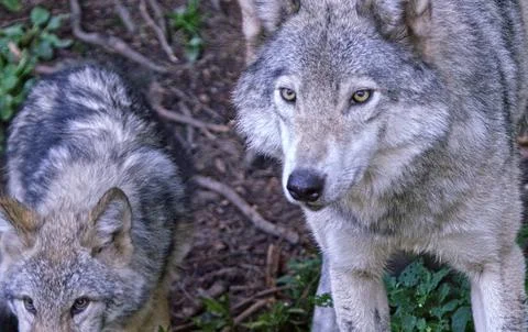 Wild wolf, selective focus Stock Photos