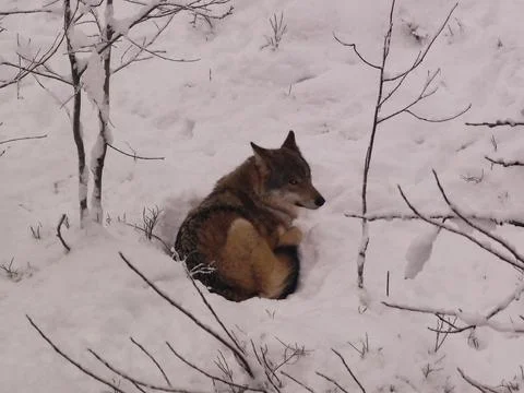 Wild wolf in the snow Foto stock